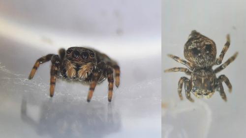 Réf. 288 952 : Attulus rupicola